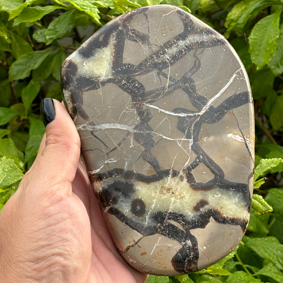 Septarian (Dragon Stone) Polished Slice