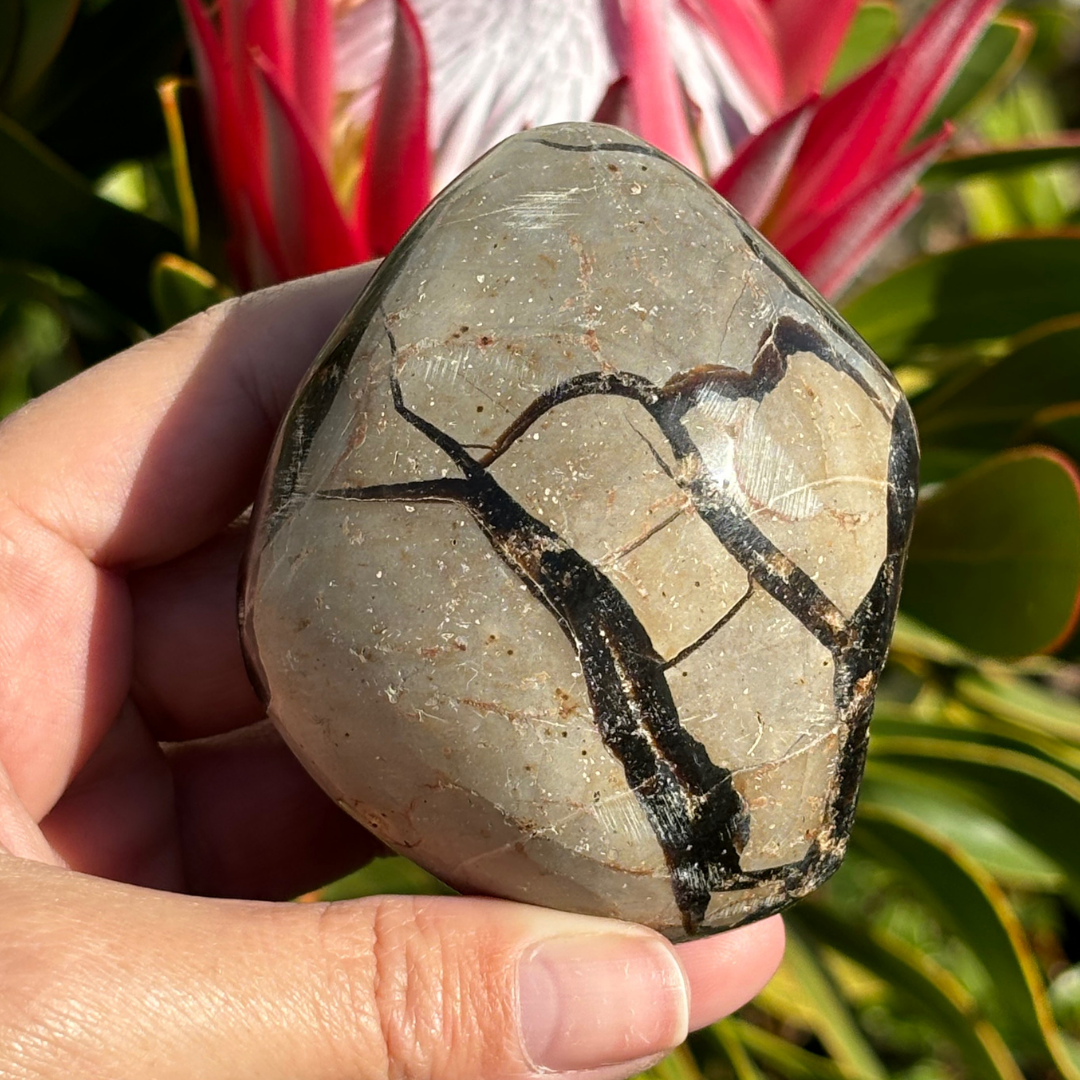 Septarian Geode (Dragon Egg)