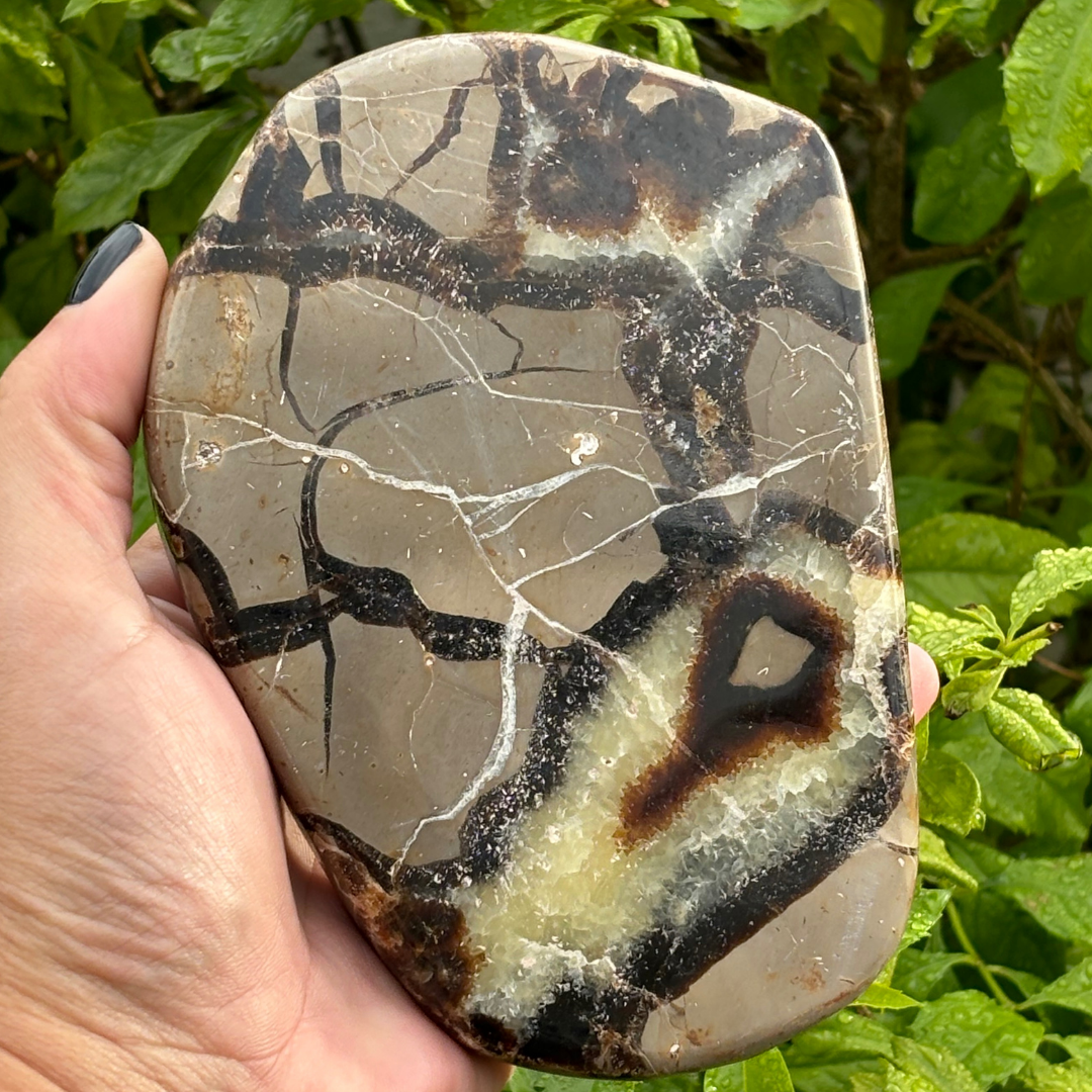 Septarian (Dragon Stone) Polished Slice