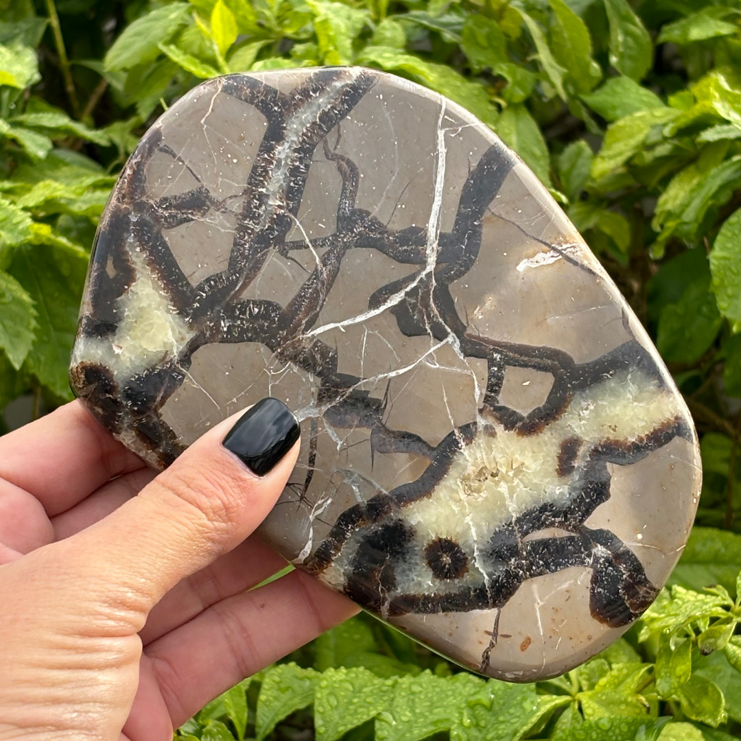 Septarian (Dragon Stone) Polished Slice