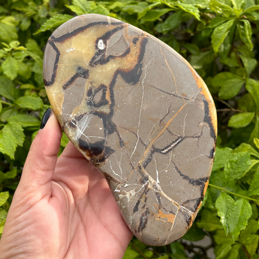 Septarian (Dragon Stone) Polished Slice