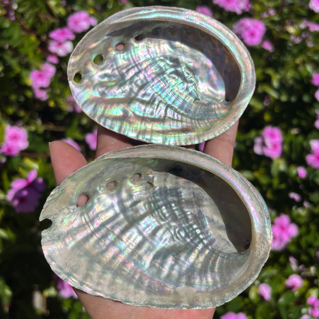Natural Abalone Shell