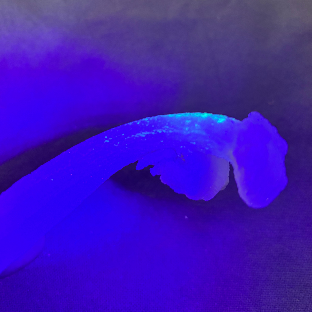 Curved Gypsum Selenite - Super Sparkly (UV Reactive)
