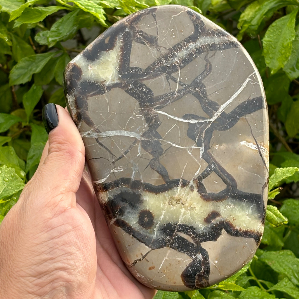 Septarian Slice (Dragon Stone)