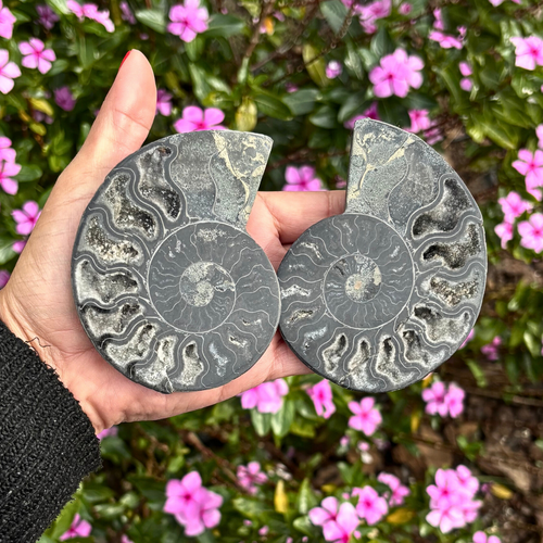 Ammonite Fossil Split Pair Black - Rare (with Pyrite)