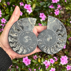 Ammonite Fossil Split Pair Black - Rare (with Pyrite)