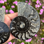 Ammonite Fossil Split Pair Black - Rare (with Pyrite)