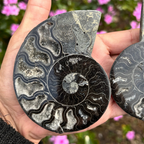 Ammonite Fossil Split Pair Black - Rare (with Pyrite)
