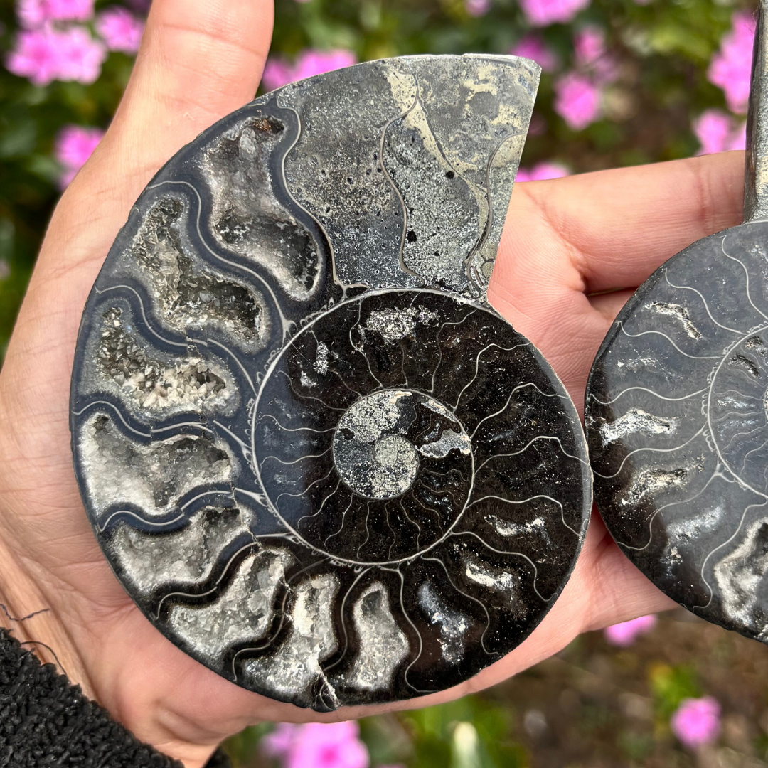 Ammonite Fossil Split Pair Black - Rare (with Pyrite)