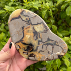 Septarian Slice (Dragon Stone)