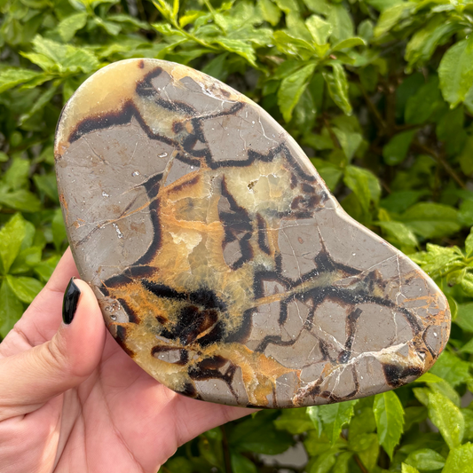 Septarian (Dragon Stone) Polished Slice