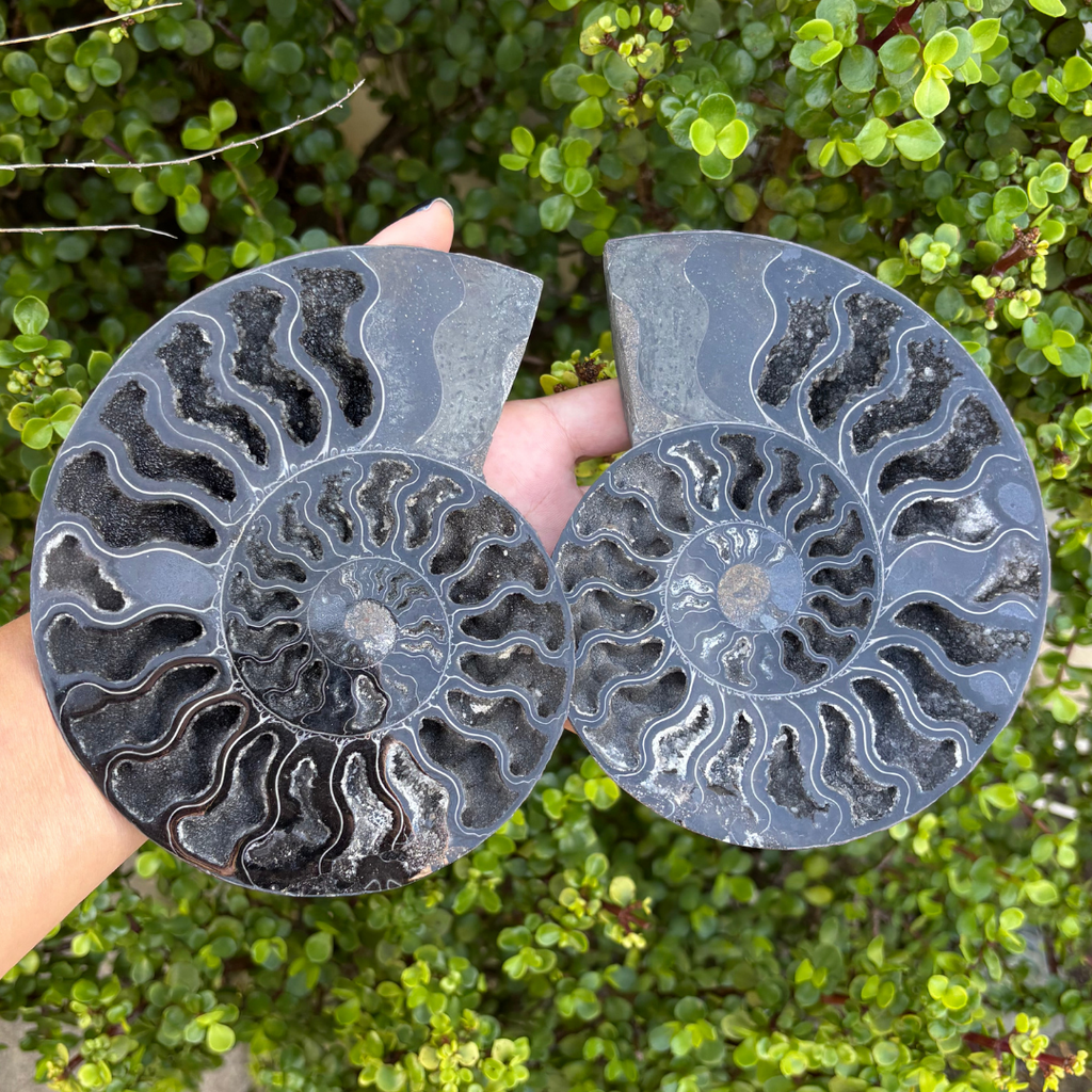 Ammonite Fossil Split Pair Black - Rare (Large)