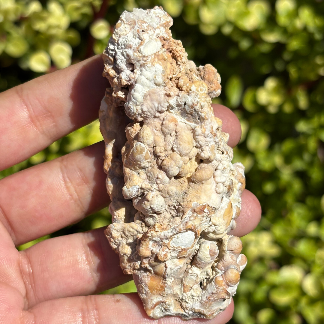 Calcite Stalactite Slice (Hungary)
