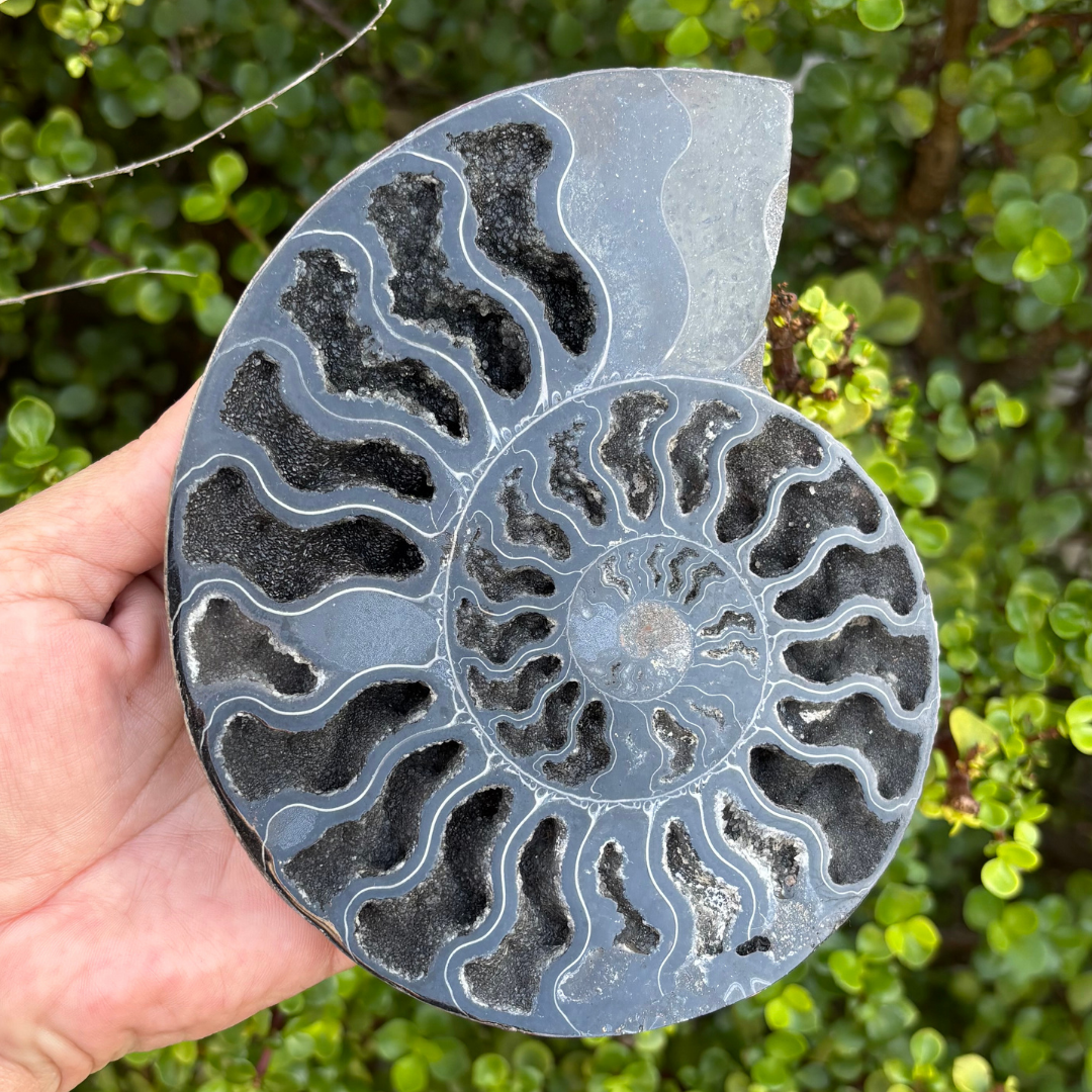 Ammonite Fossil Split Pair Black - Rare (Large)