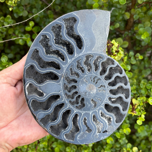 Ammonite Fossil Split Pair Black - Rare (Large)