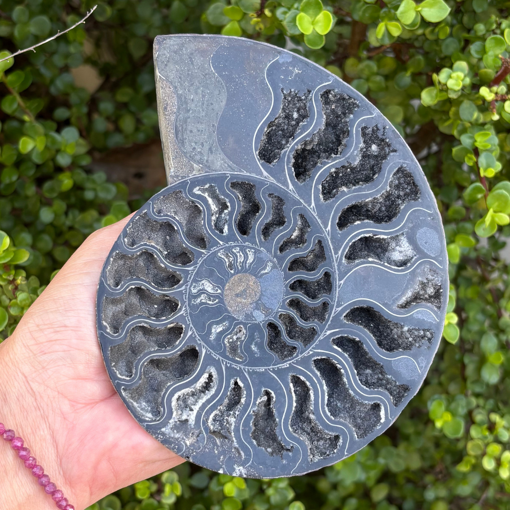 Ammonite Fossil Split Pair Black - Rare (Large)