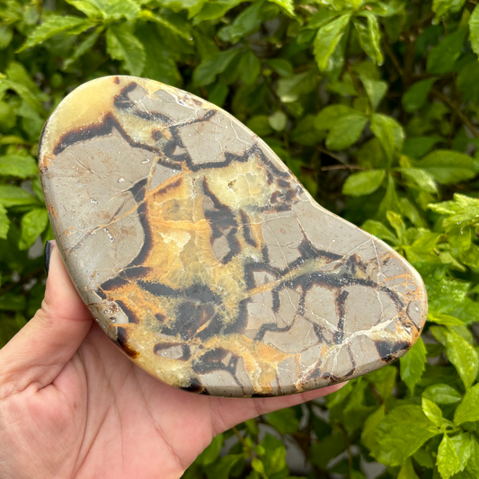 Septarian (Dragon Stone) Polished Slice