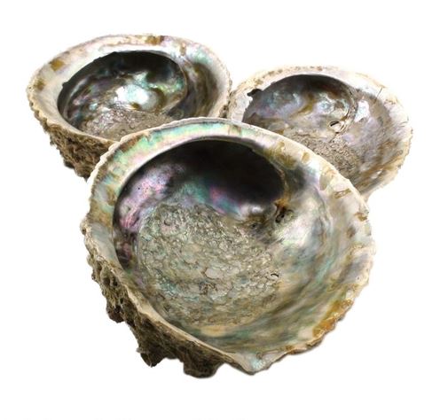 Natural Abalone Shell Large