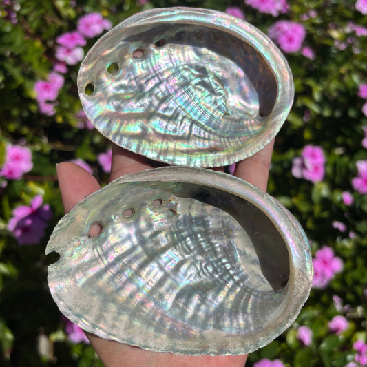 Natural Abalone Shell