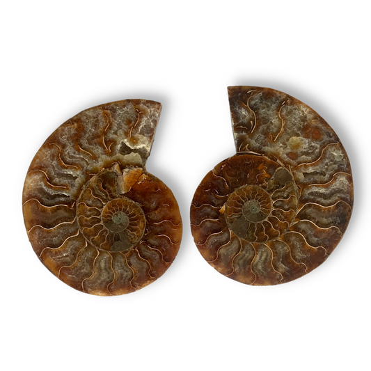Ammonite Fossil Split Pair