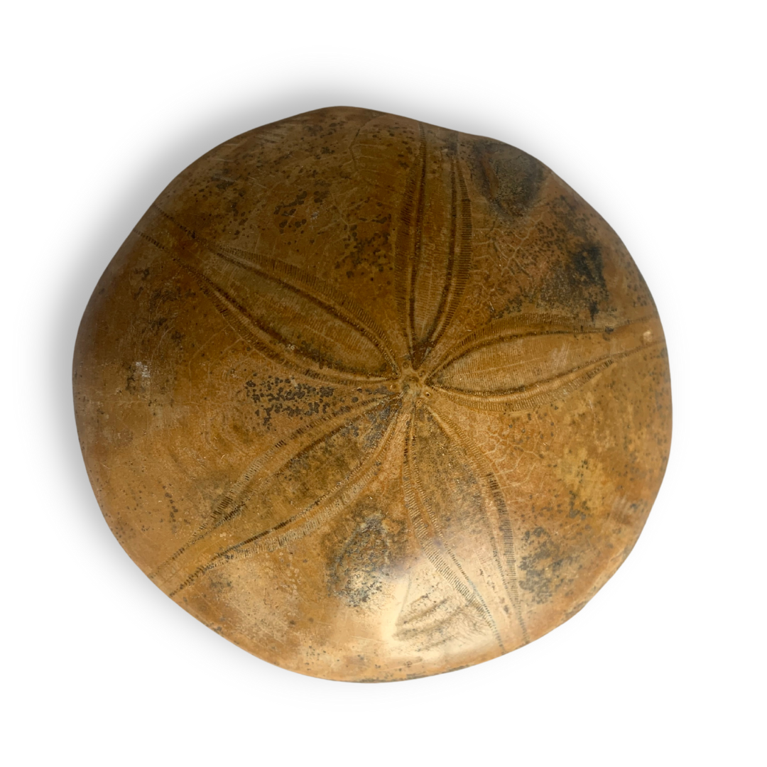 Polished Sand Dollar Fossil Specimen